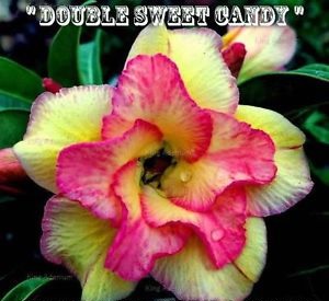 Adenium Obesum \'Double Sweet Candy\' 5 Seeds